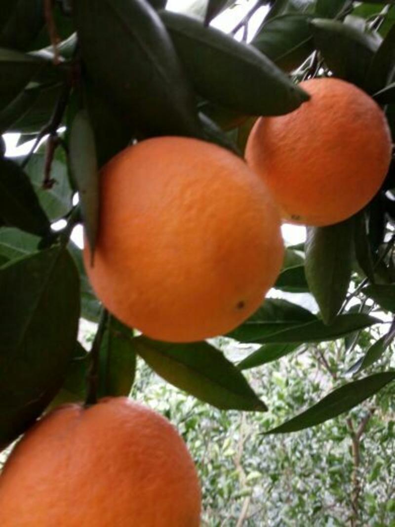 秭归橙子伦晚脐橙秭归脐橙湖北橙子产地现货长期供应