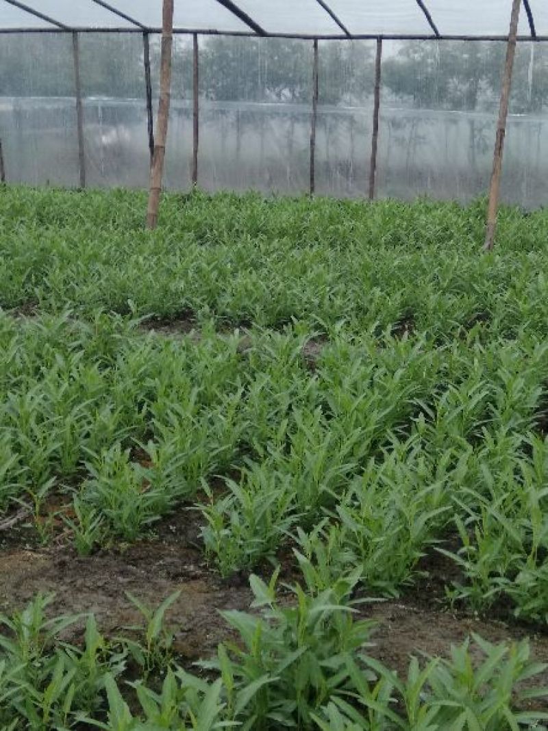 空心菜大量供应空心菜种苗。