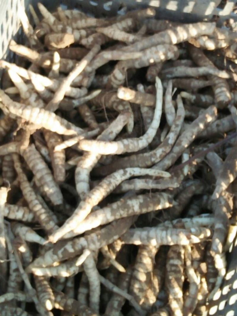 地参4~6cm