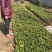 冬青免费包邮规格齐全保湿发货专业包装