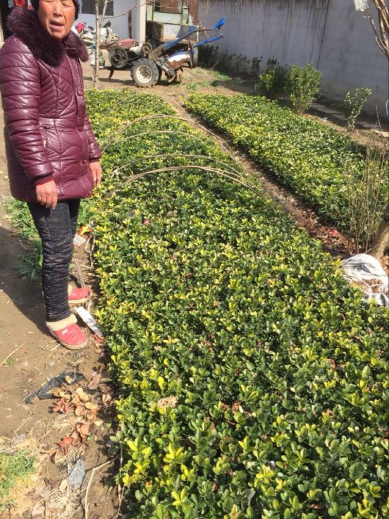 冬青免费包邮规格齐全保湿发货专业包装