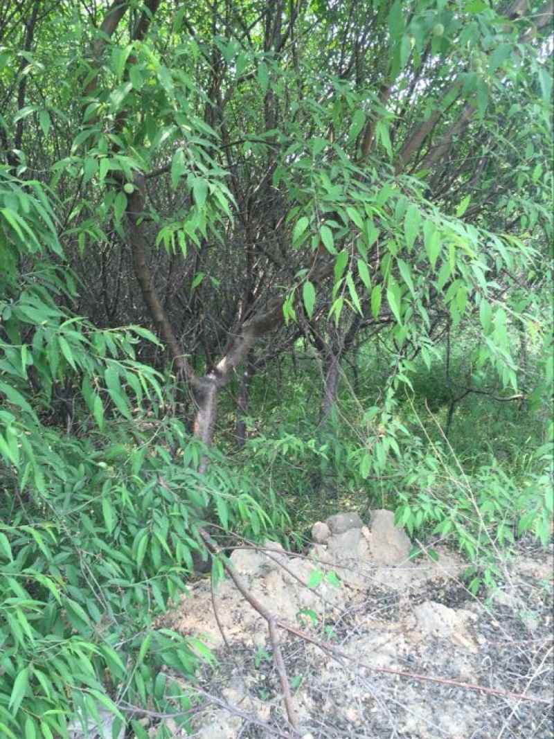山桃树6~8cm2.5~3米