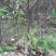 山桃树6~8cm2.5~3米