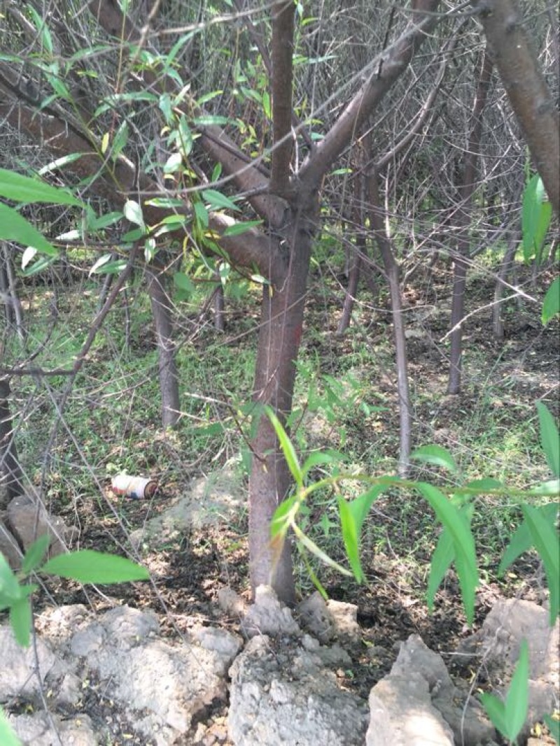 山桃树6~8cm2.5~3米
