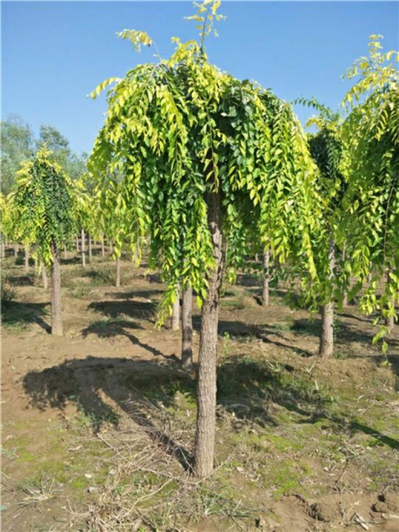 金叶榆4~6cm4~6cm2.5~3m