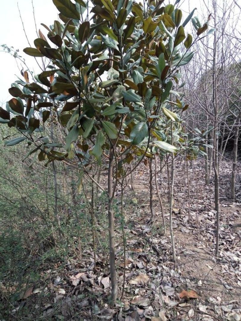 白玉兰2~4cm