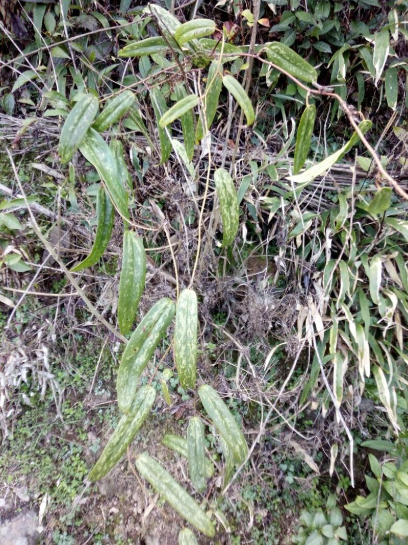 土茯苓统个