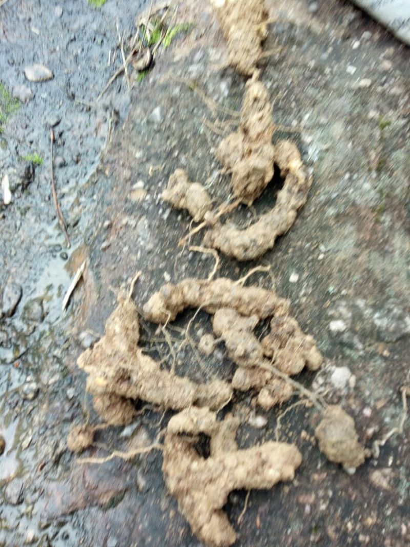 土茯苓统个