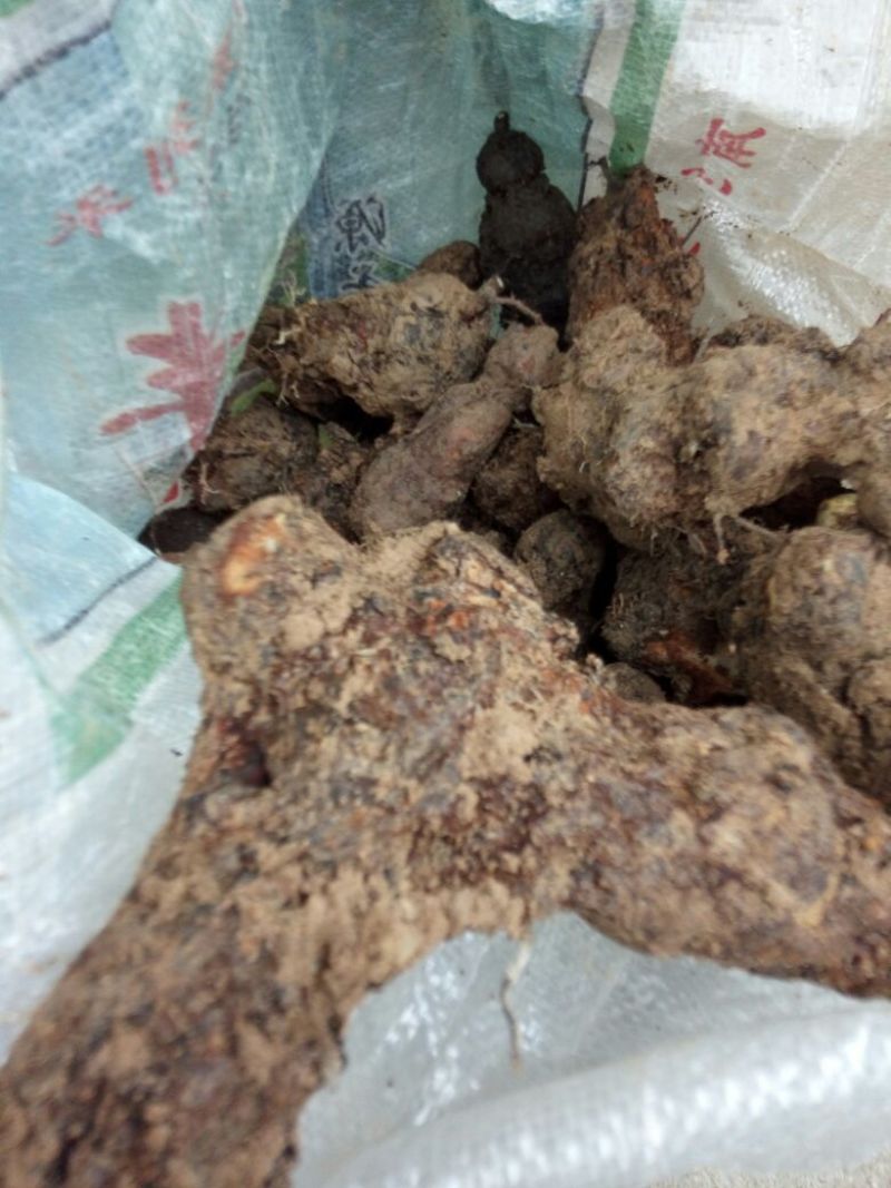土茯苓统个