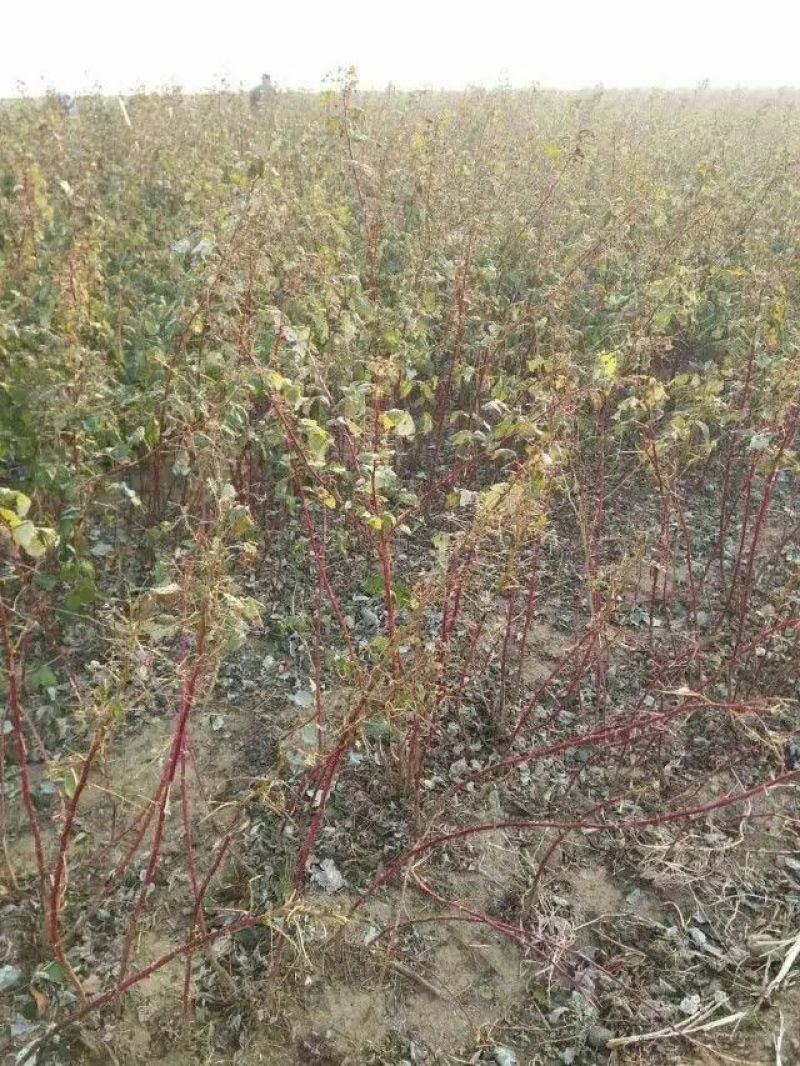 树莓苗。基地直发。价格低。成活率高。服务好量大优惠。