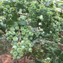 蓝莓苗2年以上120cm以上基地直发