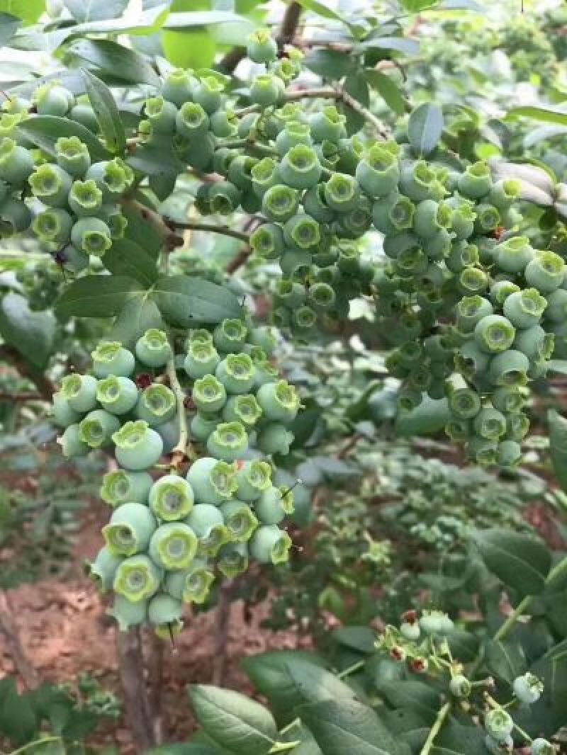 蓝莓苗2年以上120cm以上基地直发