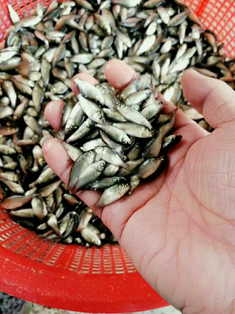 花白鲢人工养殖活鱼
