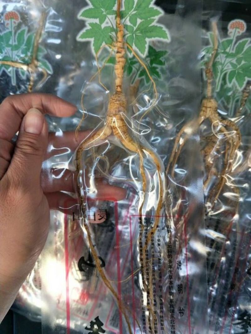 林下参高年头三指长卢煲汤泡水泡酒都可以