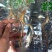 林下参高年头三指长卢煲汤泡水泡酒都可以