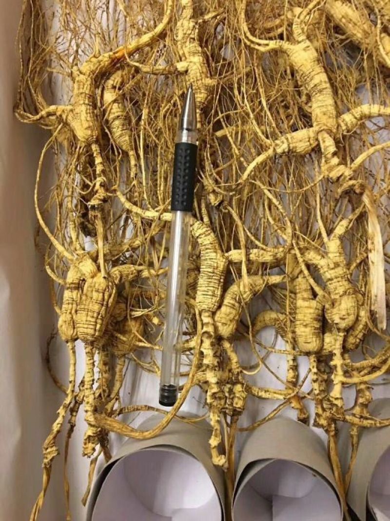 林下参高年头三指长卢煲汤泡水泡酒都可以