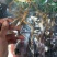 林下参高年头三指长卢煲汤泡水泡酒都可以