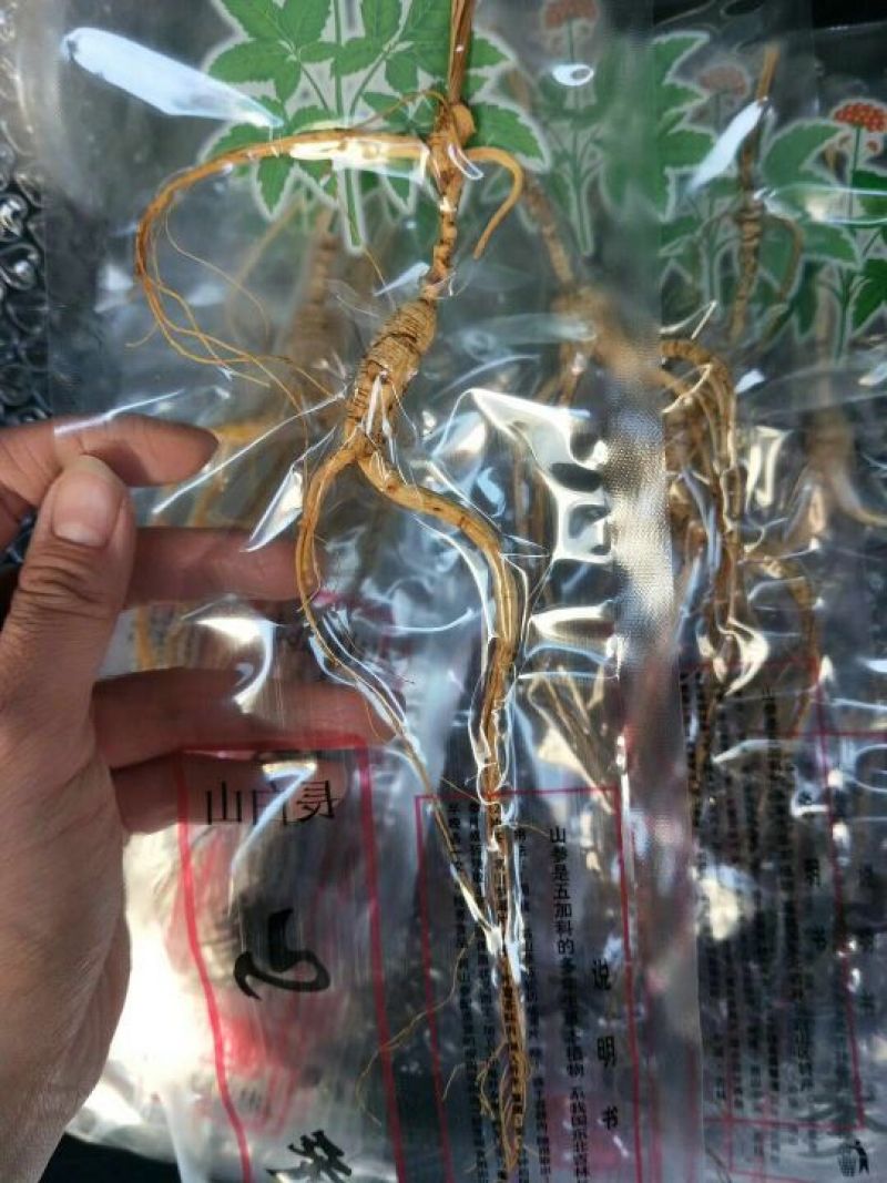 林下参高年头三指长卢煲汤泡水泡酒都可以
