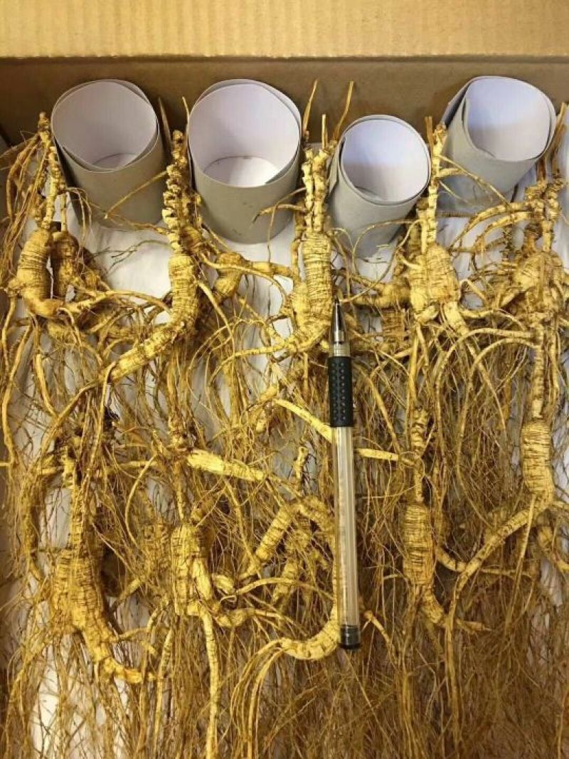 林下参高年头三指长卢煲汤泡水泡酒都可以
