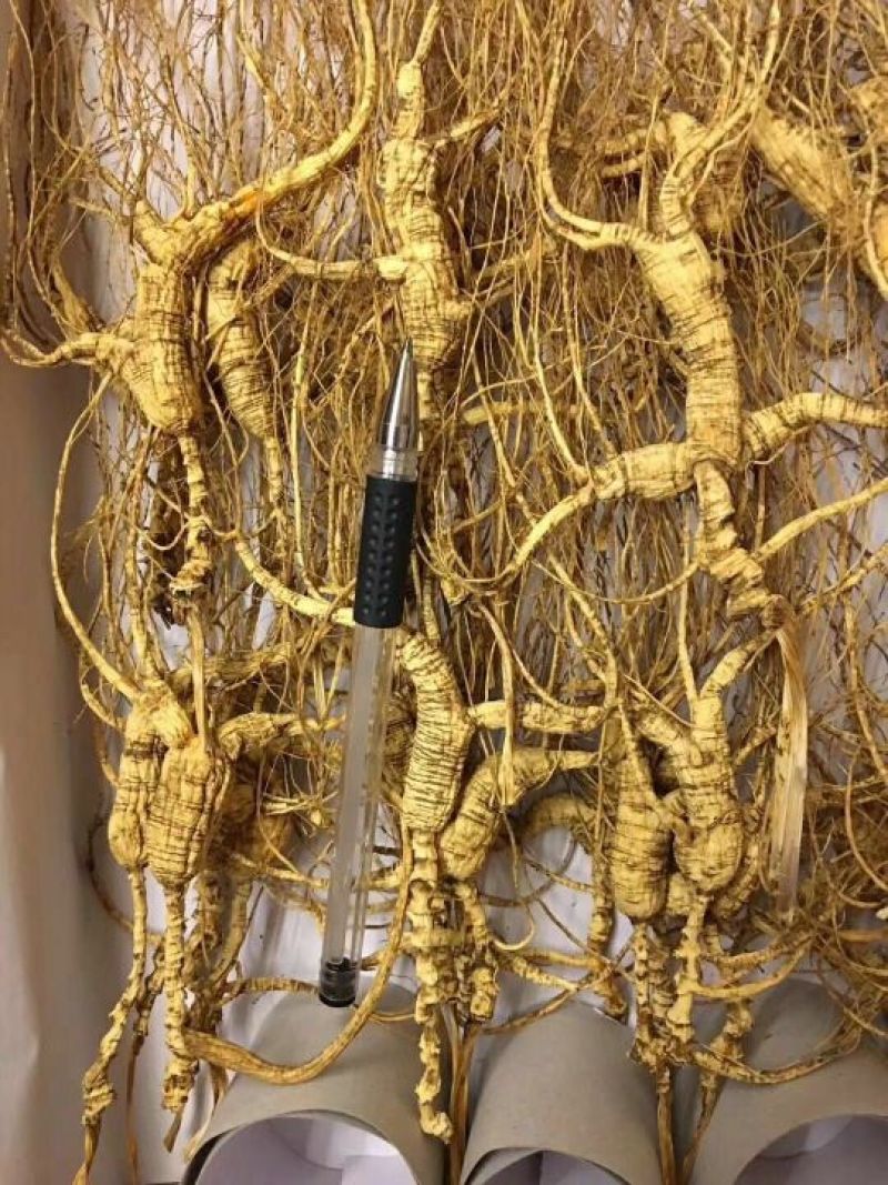 林下参高年头三指长卢煲汤泡水泡酒都可以