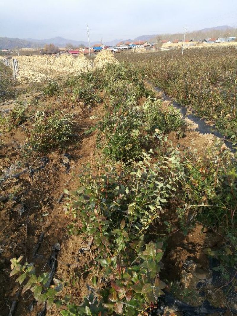 蓝莓苗双丰苗木秋季大量出售浆果苗木:有红树莓苗(品种有