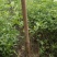 蓝莓苗1~2年20~30cm基地直发