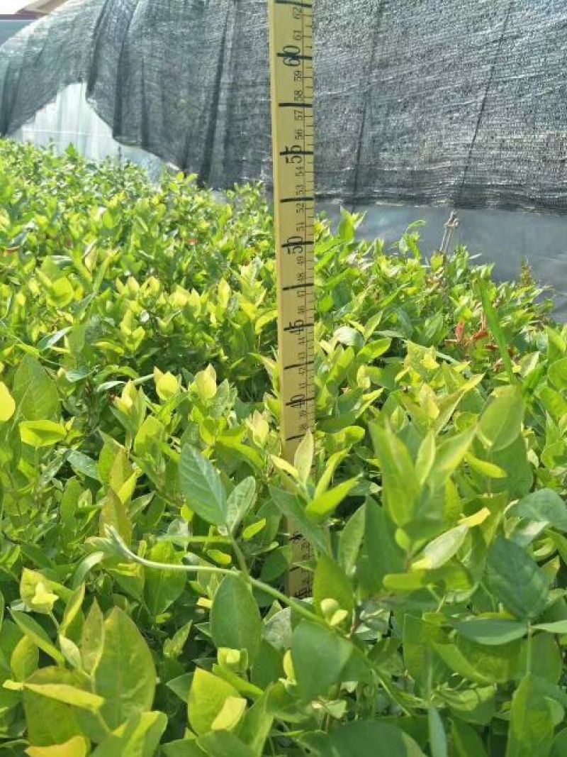 蓝莓苗1~2年20~30cm基地直发