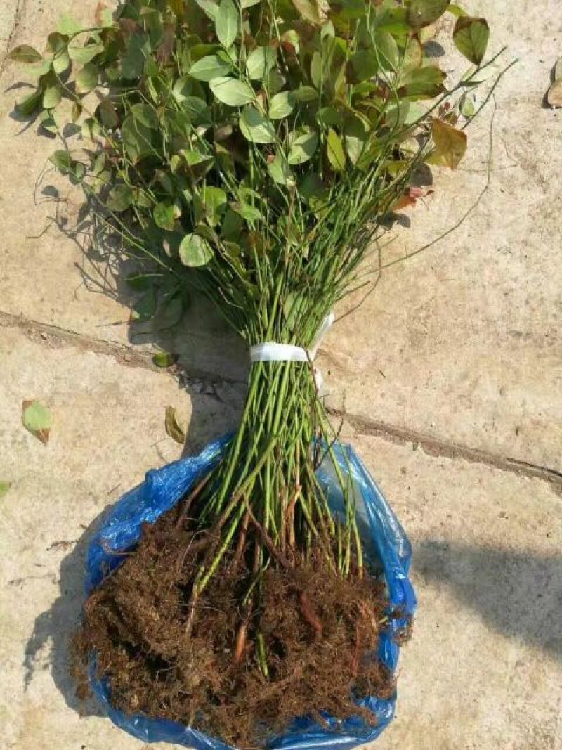 蓝莓苗1~2年20~30cm基地直发