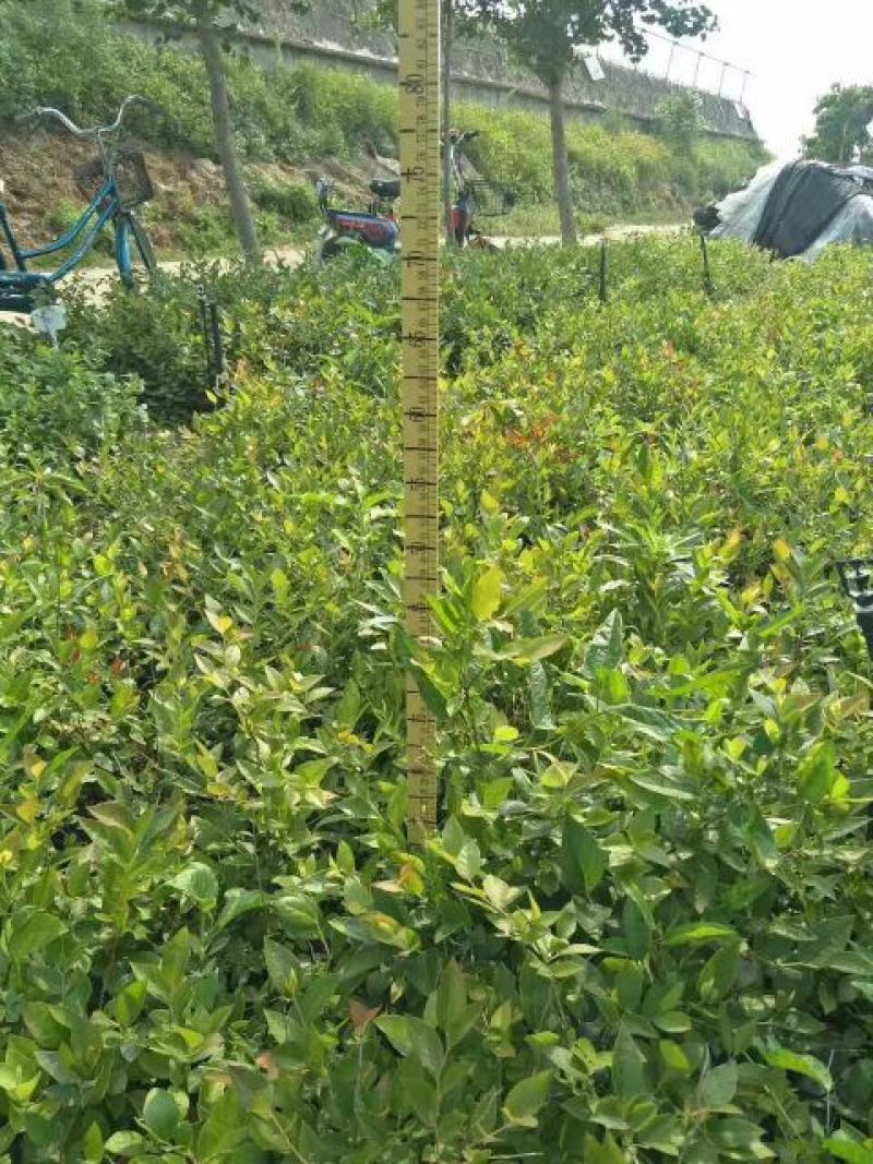 蓝莓苗1~2年20~30cm基地直发