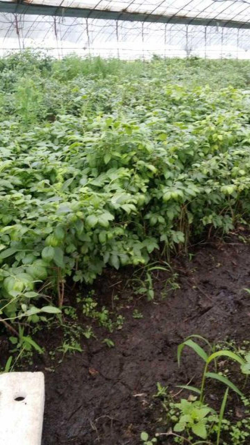 蓝莓苗1~2年20~30cm基地直发
