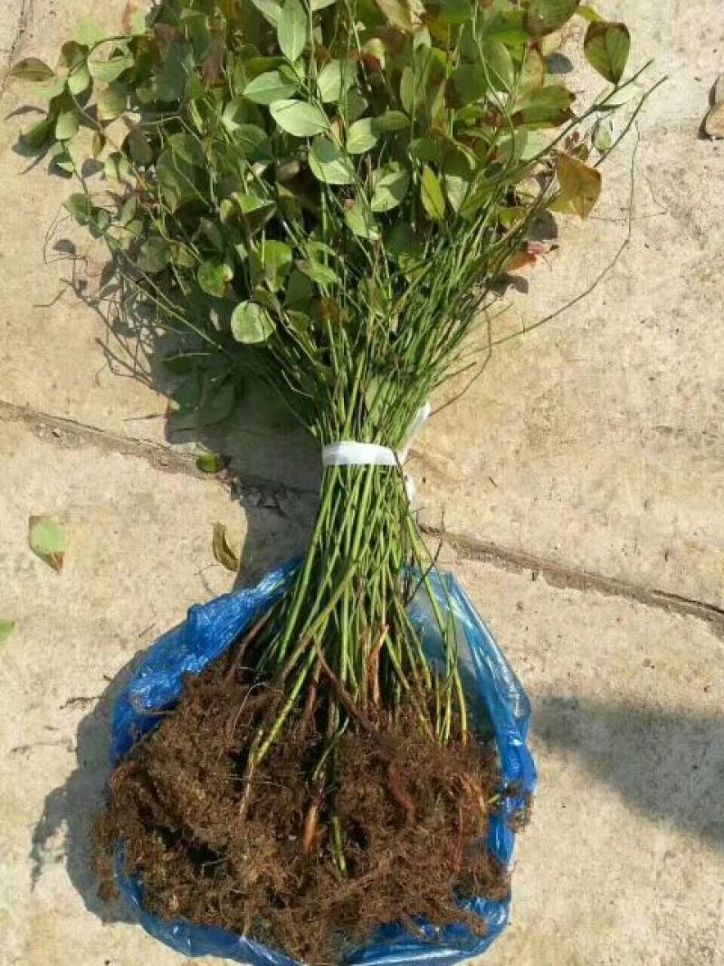 蓝莓苗1~2年20~30cm基地直发
