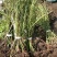 蓝莓苗1~2年20~30cm基地直发