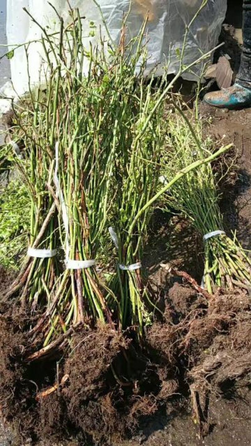 蓝莓苗1~2年20~30cm基地直发
