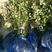 蓝莓苗1~2年20~30cm基地直发