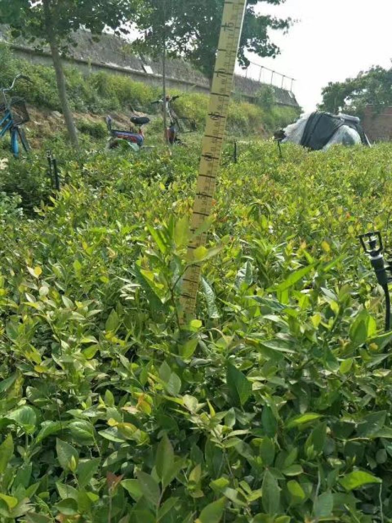 蓝莓苗1~2年20~30cm基地直发