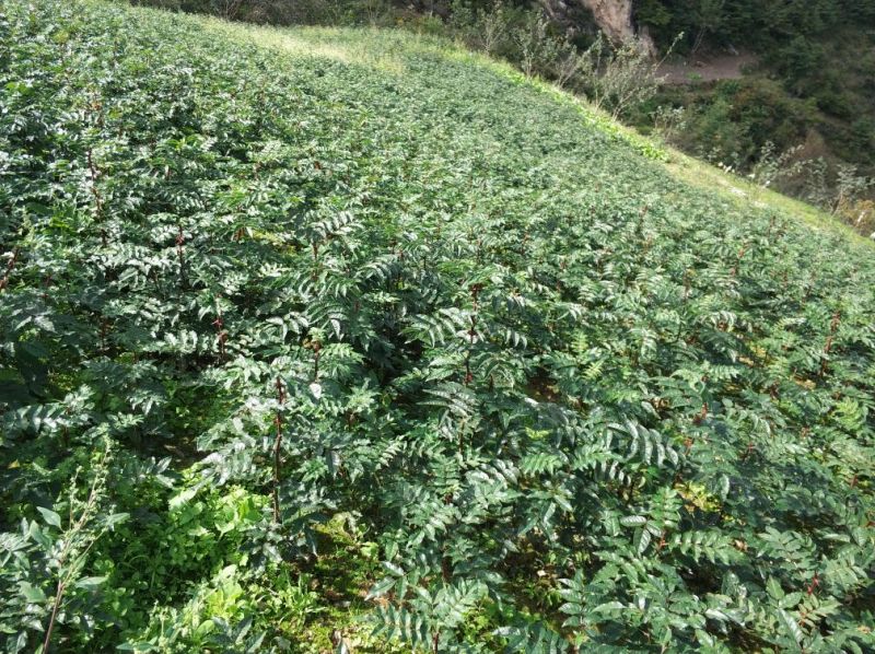 花椒树甘肃武都大红袍花椒树苗两年苗旱地苗伏椒