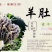 羊肚菌菌种栽培种