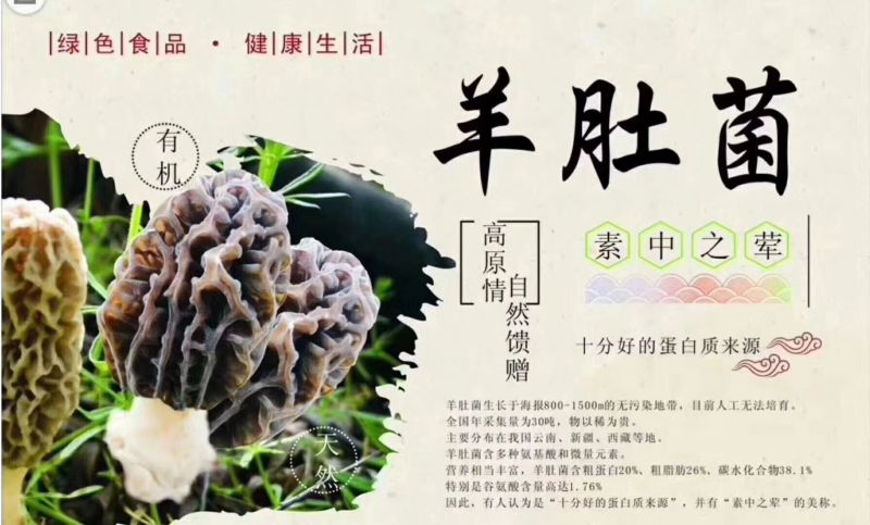 羊肚菌菌种栽培种