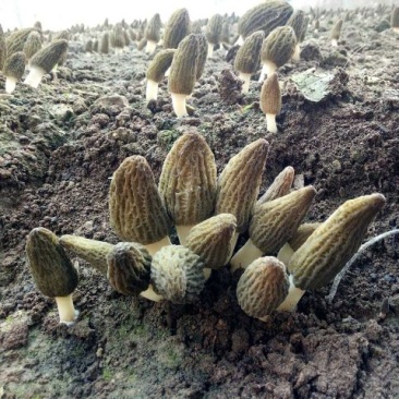 羊肚菌菌种栽培种