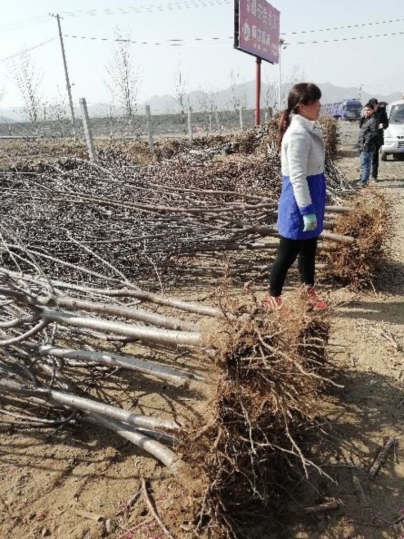樱桃树141~170cm