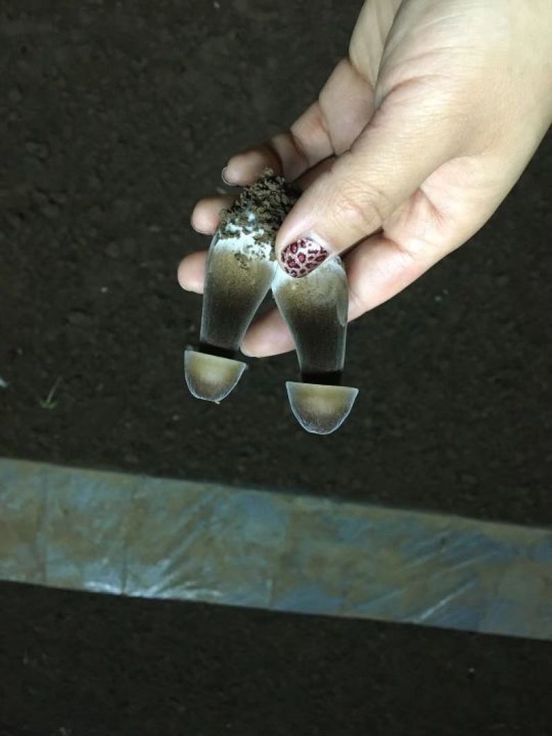 黑皮鸡枞栽培种