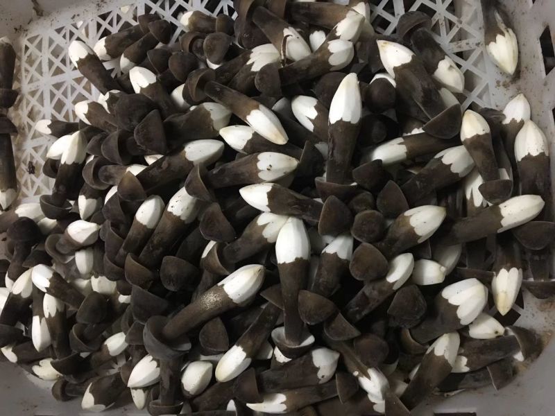 黑皮鸡枞栽培种