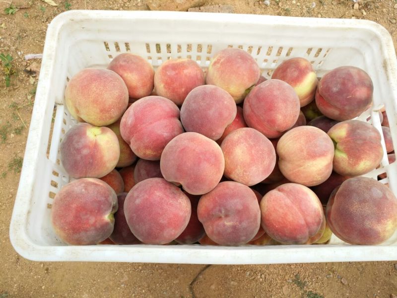 秋彤桃树苗，有浓香味，香甜脆，包成活，签订合同