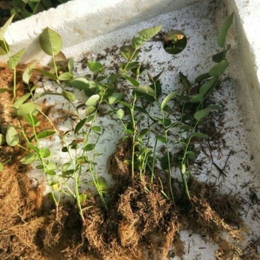 蓝莓苗10~20cm0.5~1年。基地直发