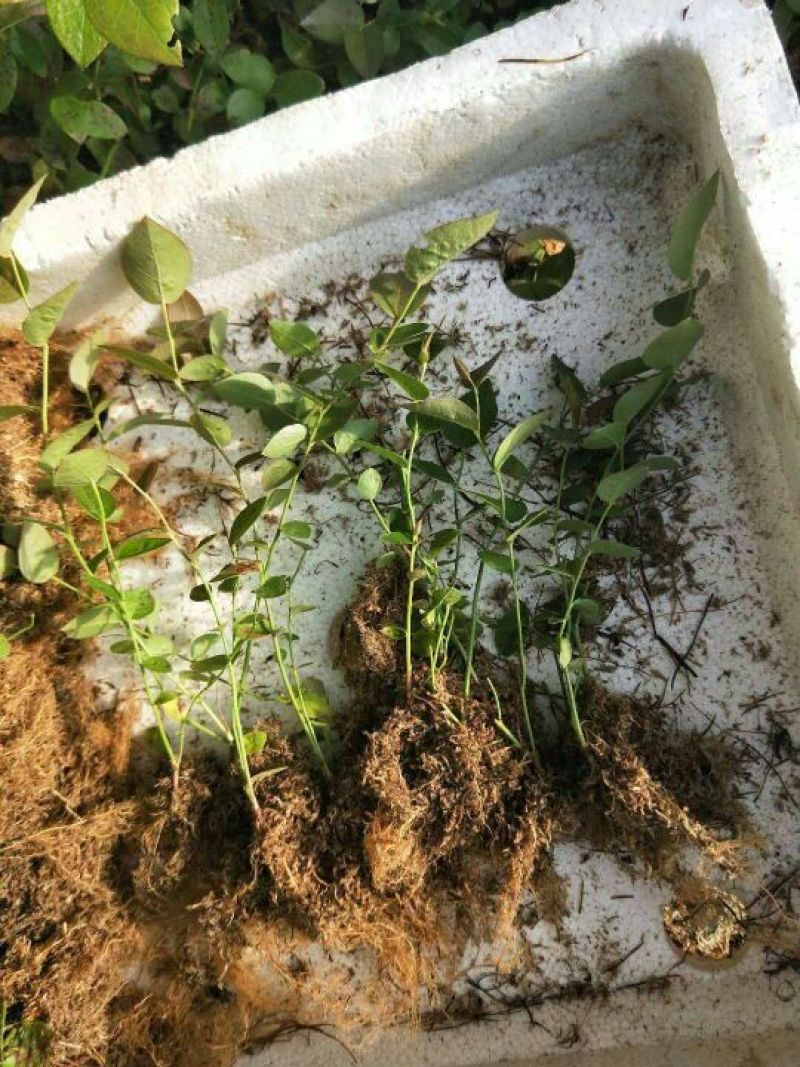 蓝莓苗10~20cm0.5~1年。基地直发