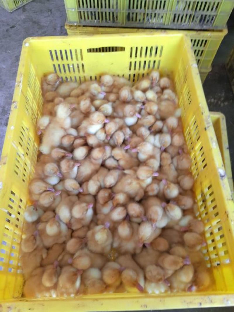 樱桃谷肉鸭苗统货0.5斤以下