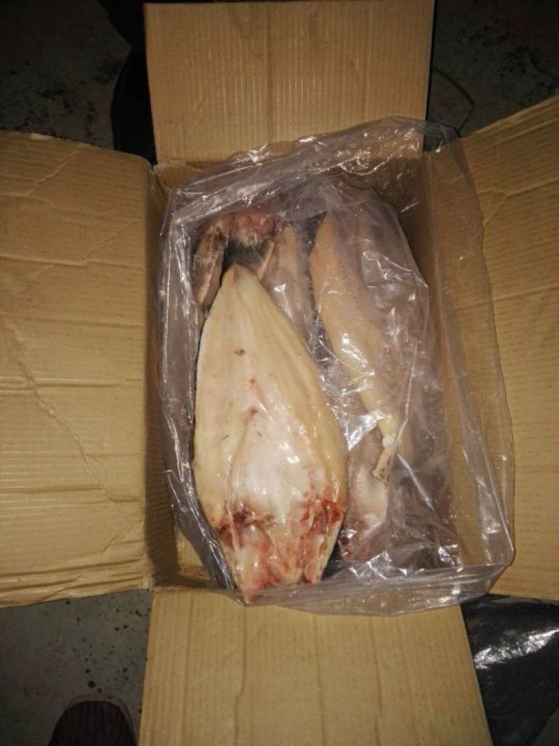 巴沙鱼