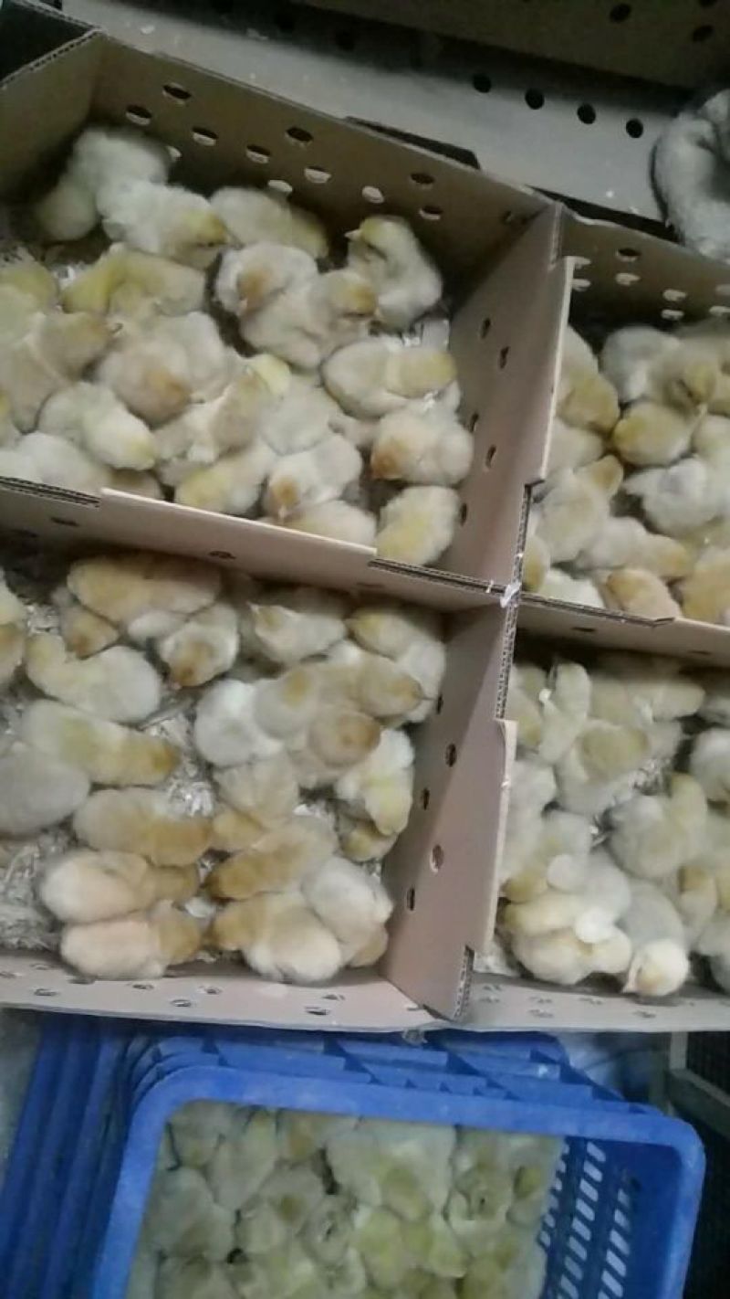 快大三黄鸡苗35~45克出壳苗通货