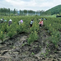 蓝靛果树苗基地直发。价格低。成活率高。服务好量大。