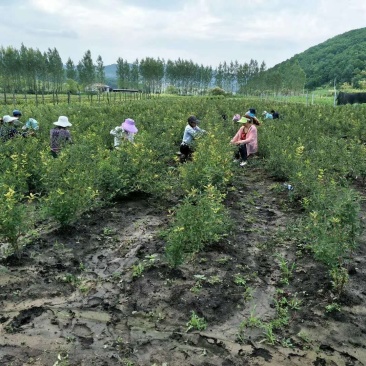 蓝靛果树苗基地直发。价格低。成活率高。服务好量大优惠。